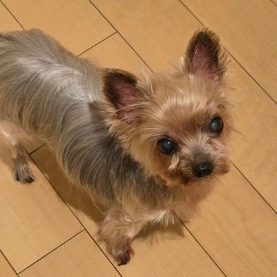 G党だわん🐶🐰