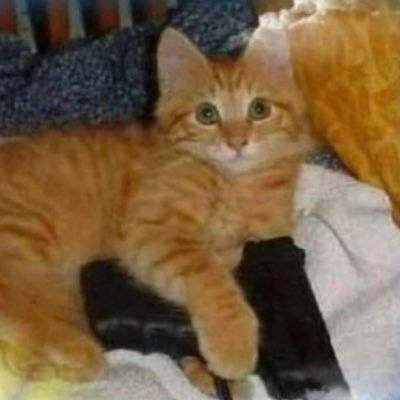 mae do apolo e do jorge