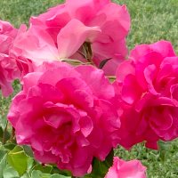 🌸カレリアFlower🌸