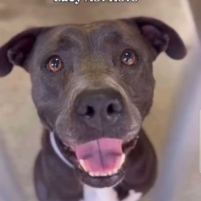 Foster a shelterpet at ZERO COST🐾