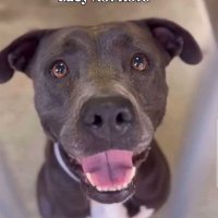 Foster a shelterpet at ZERO COST🐾