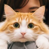 アスナ𓃠🐈‍⬛🐾