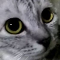 ノノヴィノビア