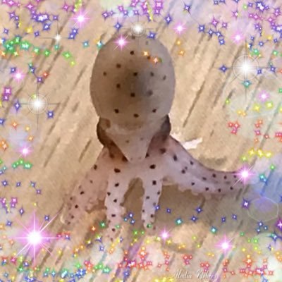 柴ラニアン💨ダッシュ