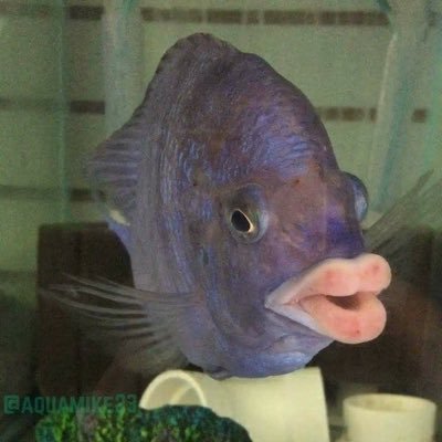 Fishlips McCoy