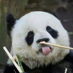 पांडा 🐼