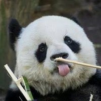 पांडा 🐼