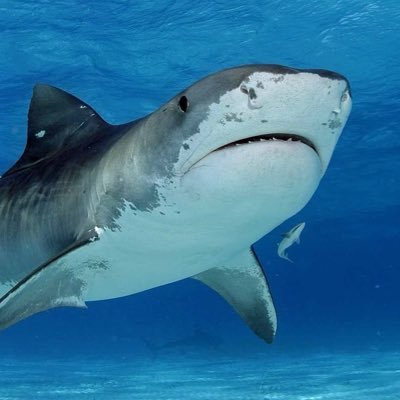 Marlow_art 🦈 coms open