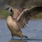 End of U.S.-Led #GlobalOrder