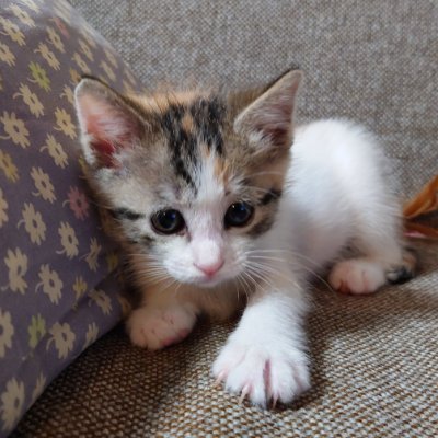 こーじー ｜ かすかべ暮らし Ⅱ🚶