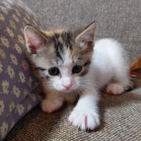 こーじー ｜ かすかべ暮らし Ⅱ🚶