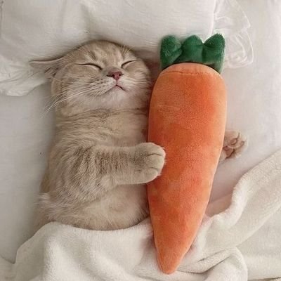 jinnie ᥫ᭡.ᴡᴀᴛᴄʜ ʟᴜᴀᴛ ᴏɴ ɪQɪʏɪ🦭