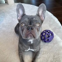 Molly The Lilac Frenchie