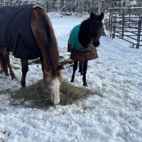 Heart and Hooves rescue/ Freedom Valley Rescue