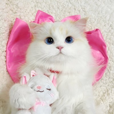 ‎꒰ঌ🤍໒꒱ ˚₊ 𝒄𝒉𝒍𝒐𝒆 ₊˚ෆ