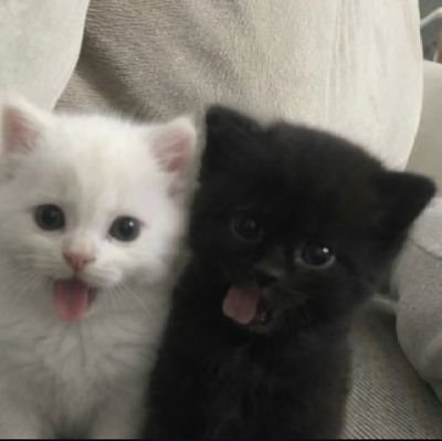 beloved baemontis :3