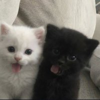 beloved baemontis :3