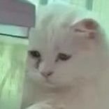 熬る肝臓煮えり14:49