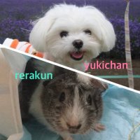 まゆっきー🐶🐭犬モル大好き💕卵巣がん経過観察中