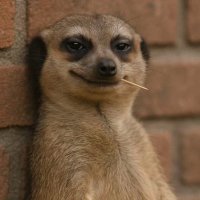 OGE PET HUB 🐶❤️