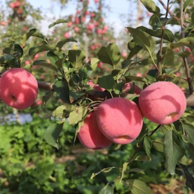 fresh temperate-zone fruit &vegetable exportor