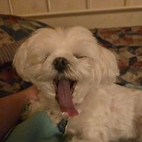 Ryan Is Bulking and/or Cutting