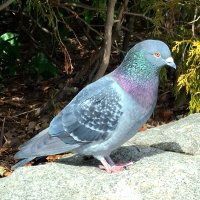 Tomo hapax legomenon