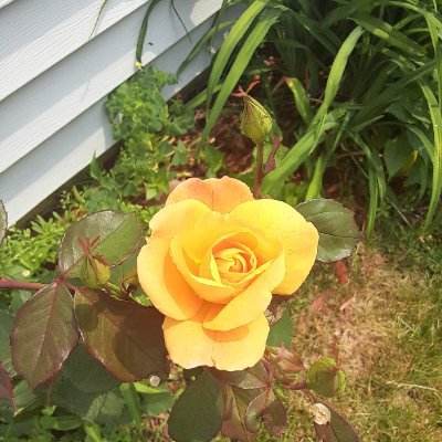 Dean in northern Alabama ✝️🇺🇸🇵🇬