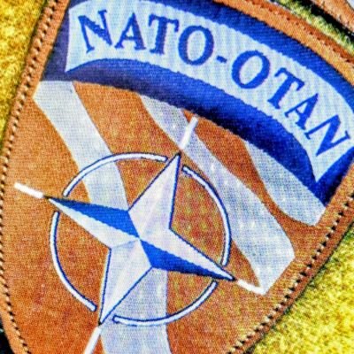 ミニブタのお父さん