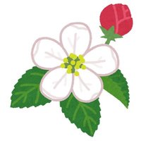 インドアダイエットのかりんご