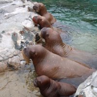 かおり🤎セイウチが熱い🫣