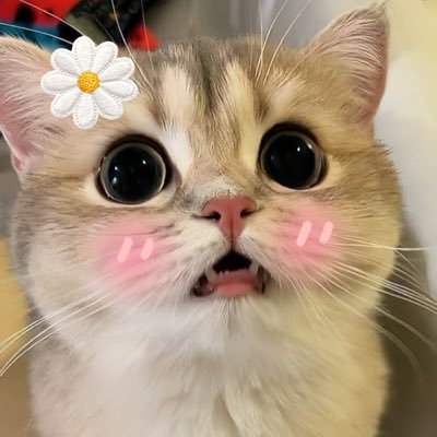 ₊⋆ *•. B.eam ¨̮ ❀࿐