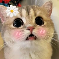 ₊⋆ *•. B.eam ¨̮ ❀࿐