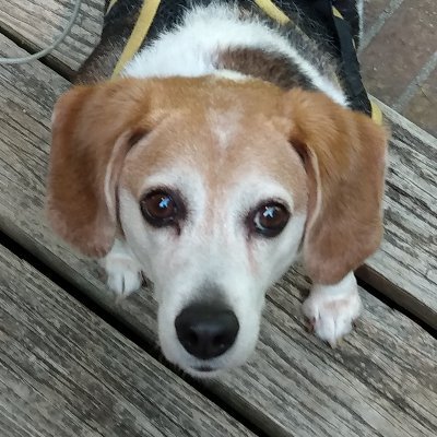 Tom Gillispie -- NATURE NEEDS OUR HELP 🦮🌎🌊🏈🐬