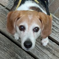 Tom Gillispie -- NATURE NEEDS OUR HELP 🦮🌎🌊🏈🐬