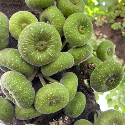 Pirata do Caribe ⛵️⛵️⛵️