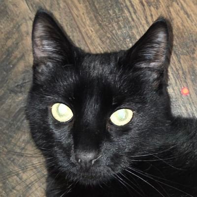 MISS PAWS ( formally known as Dixy Girl)