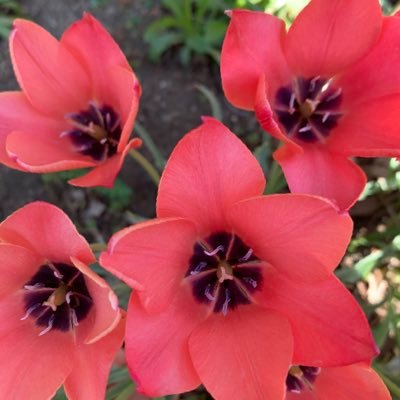 白熊クマリン❄️🪽🧚🌠