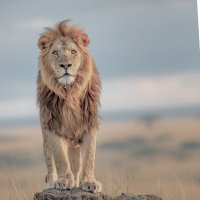 Top-Granny@top1762840ozg