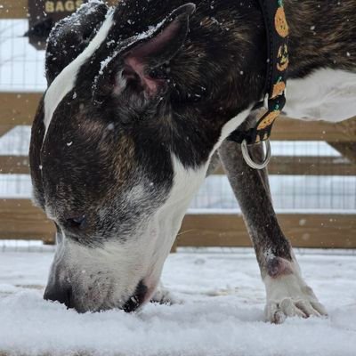 𝔹🏀🐰𝕞𝔹𝕣𝕚𝕘𝕘𝕤