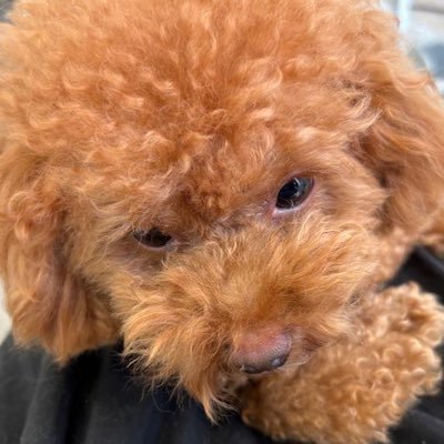 Simu Chain comingsoon