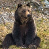 Robin 🪶|| COMMS OPEN