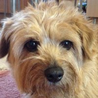 Monika M.🇺🇦Benji🌈+ Molly🌈+ Fesy🌈+ Pandi🌈