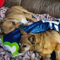 Sue and Tiki🌈s Legacy-Reo🌈Nina🌈#PuggieForever