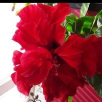 Pensionär. Vill ha BLANDREGERING med höger+vänster