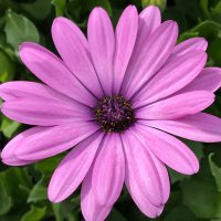 リバタリアン小僧