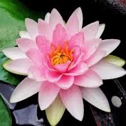 ⛈️ 🍵 Back Row Betty