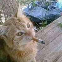 ɔᴉƃɐɯ | rarepair uplifter 🔮