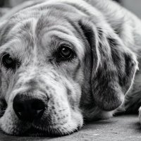 Tom Marvolo Riddle (Tom)