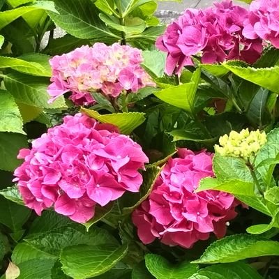 オリーブの夢🍀